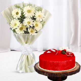 Bunch of 10 white gerberas with red velvet cool cake 