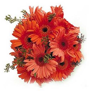 Bunch of 12 Red Gerberas