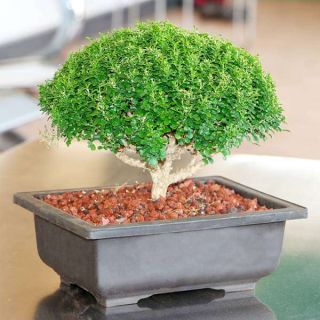 Buxus Bonsai - Plant1