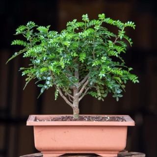 Chinese pepper Bonsai Plant 