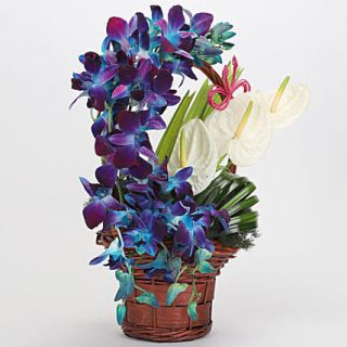 Designer arrangement of Blue orchids with white anthuriums 