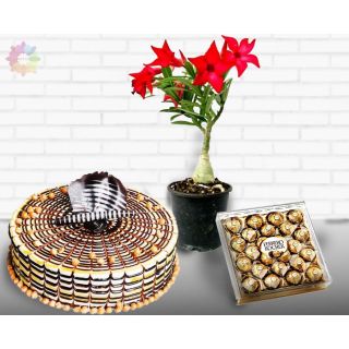 1 pound butterscotch cool cake with red adenium plant in pot with 24 pcs rocher ferrero chocolates
