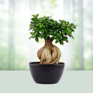 Ficus Bonsai Plant 