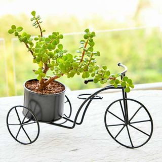 Good Luck Bicycle - Gift Plant