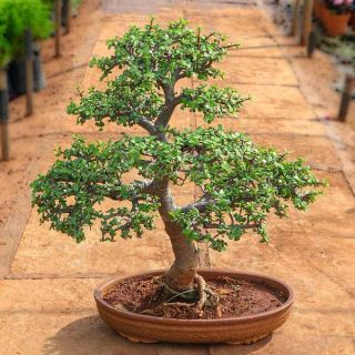 Jade Bonsai Formal Upright Style Plant