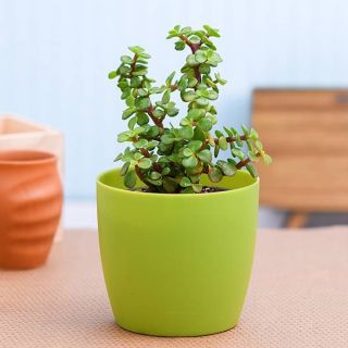Jade Plant in fiber Pot