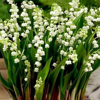 Lily of the Valley - Plant