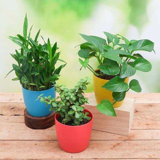 Lohri Special Plants for Good Luck 