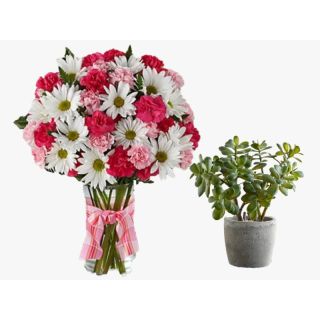 Fresh Mix flowers in glass vase with Jade Plant in a pot