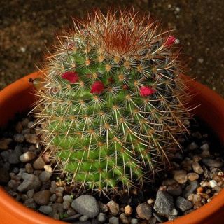 Pincushion Cactus - Cactus Plant 