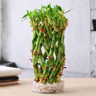 Pineapple Basket Lucky Bamboo in a Bowl with Pebbles 