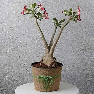 Desert Rose Bonsai Plant