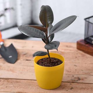 Rubber Plant, Ficus elastica (Small) - Plant