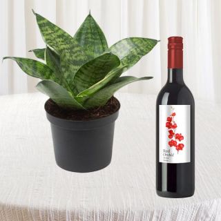 sansevieria plant in pot with bottle of red wine 