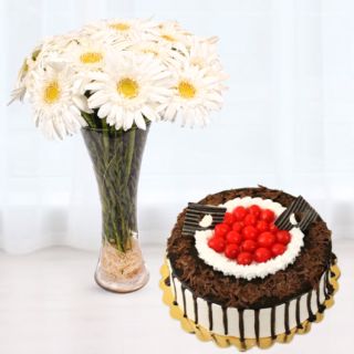 Tall Vase arrangement of 10 white gerberas with black forest cool cake 