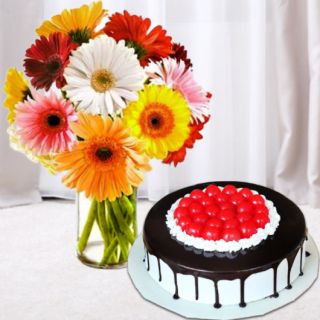 Vase arrangement of 10 mix colour gerberas with black forest premium quality cool cake 