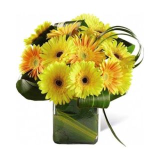 Vase arrangement of 10 yellow gerberas 