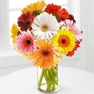Vase arrangement of 12 mix colour gerberas 