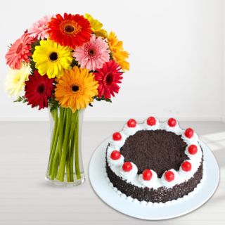 Vase arrangement of 12 mix colour gerberas with black forest cool cake 