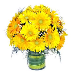 Vase arrangement of 20 yellow gerberas 