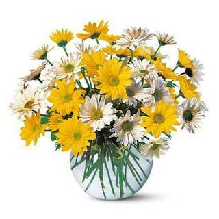 Vase arrangement of 40 mix colour gerberas 