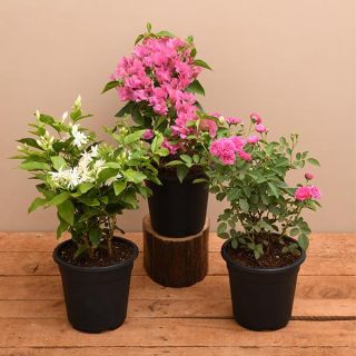 Year Round Flowering Plants Packs
